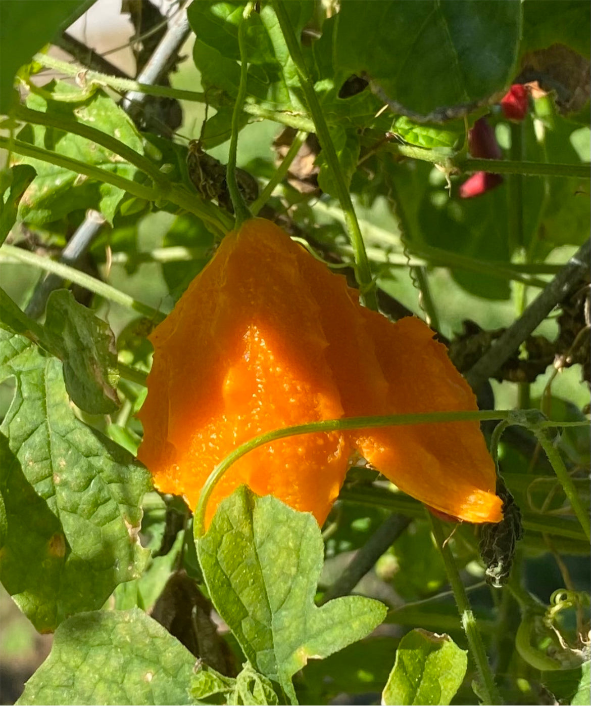 Cerasee Vines and Seeds