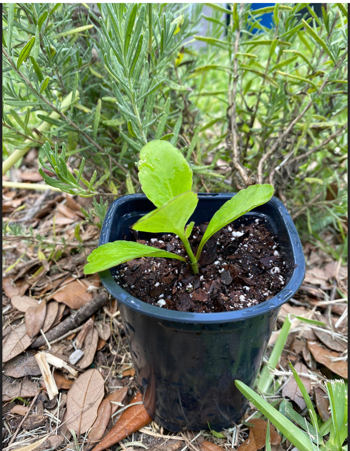 Leaf of Life Plant and Leaves