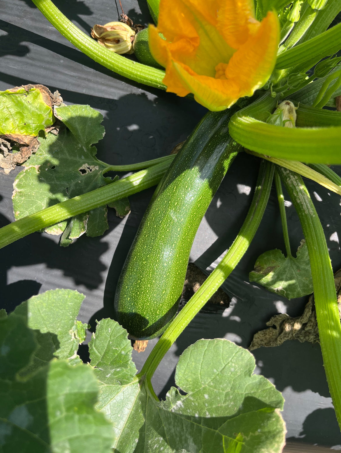 Zucchini