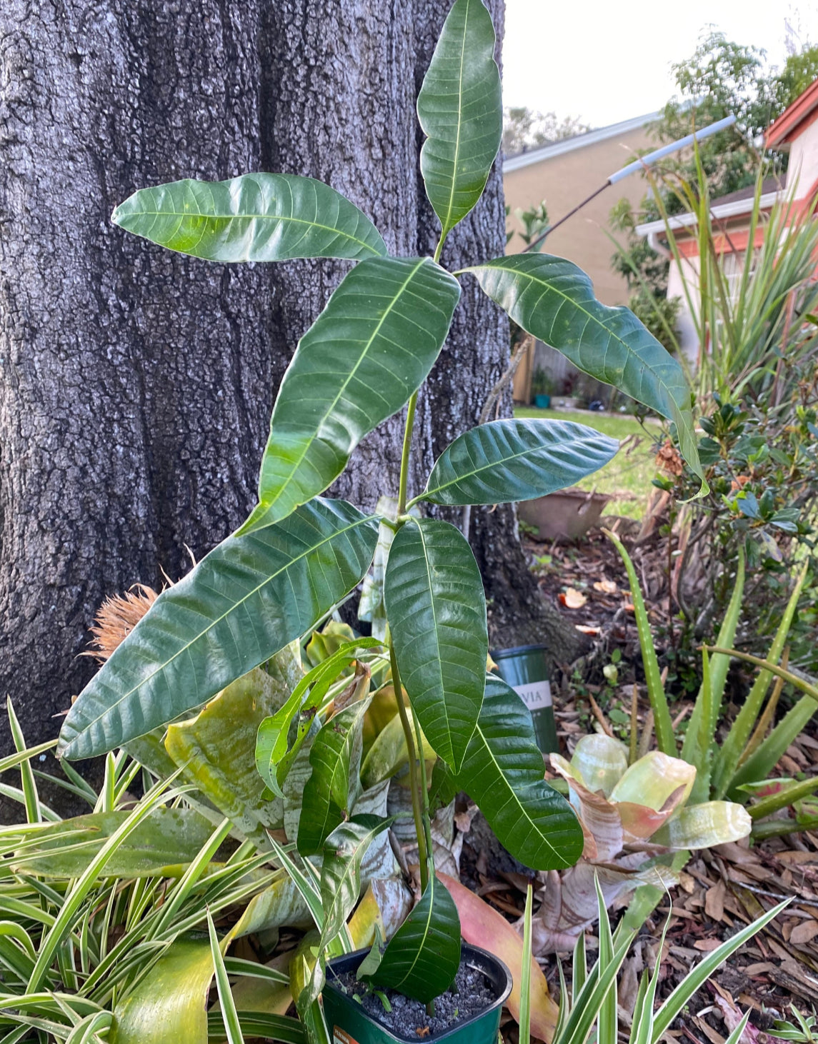 Julie Mango Trees