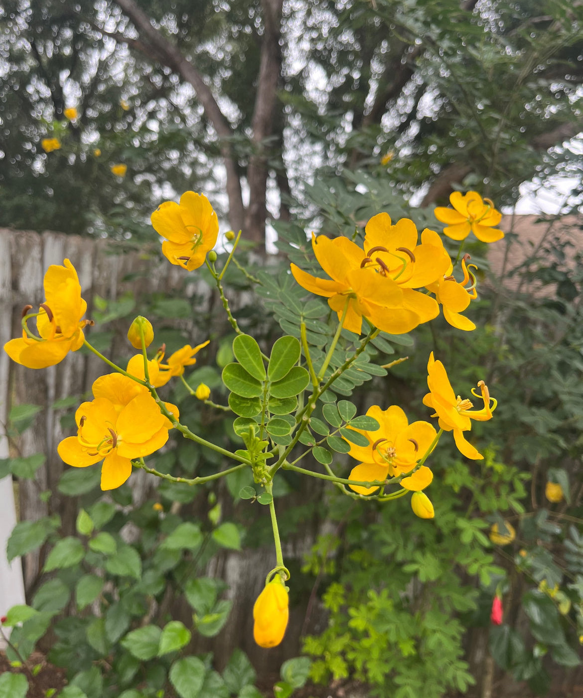 Senna