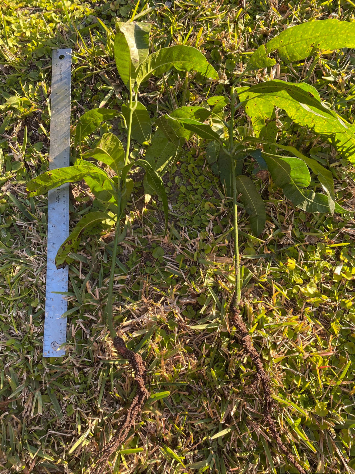 Julie Mango Trees