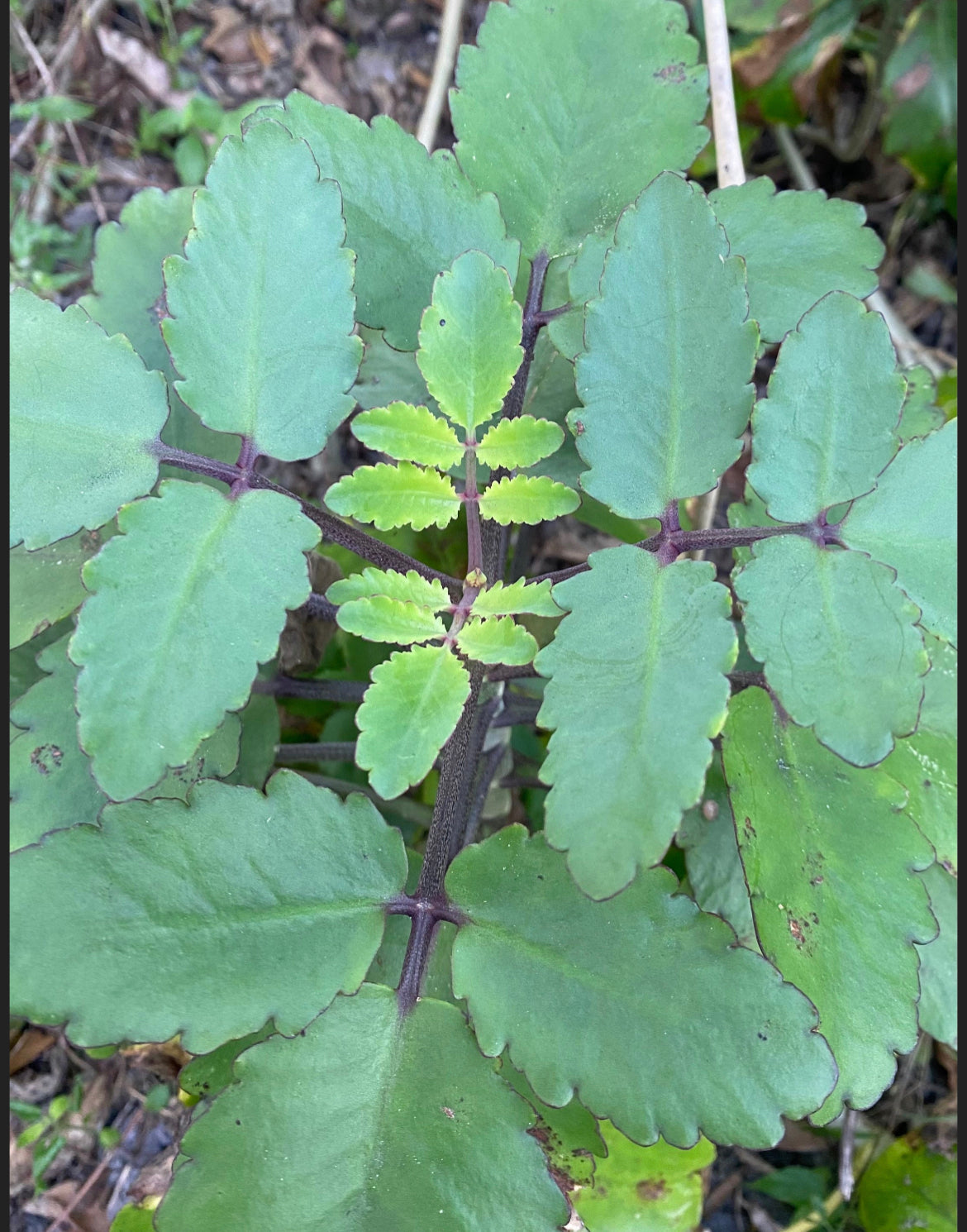 Leaf of Life Plant and Leaves