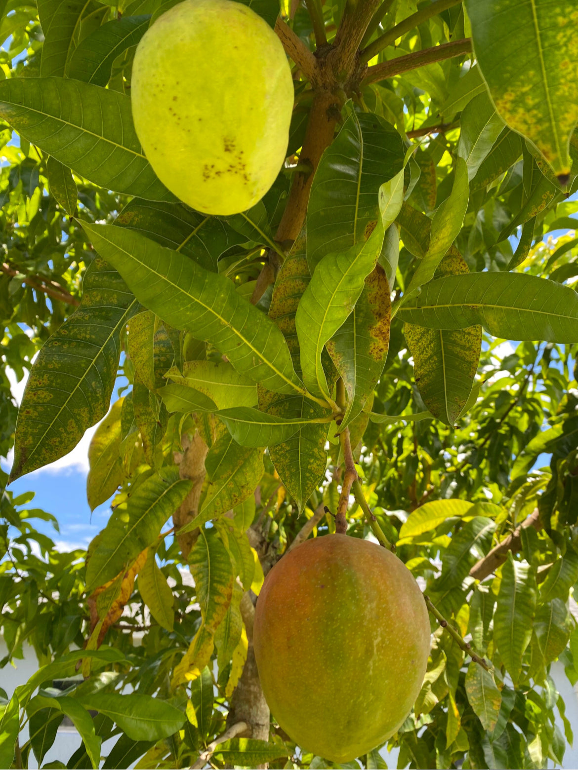 Julie Mango Trees