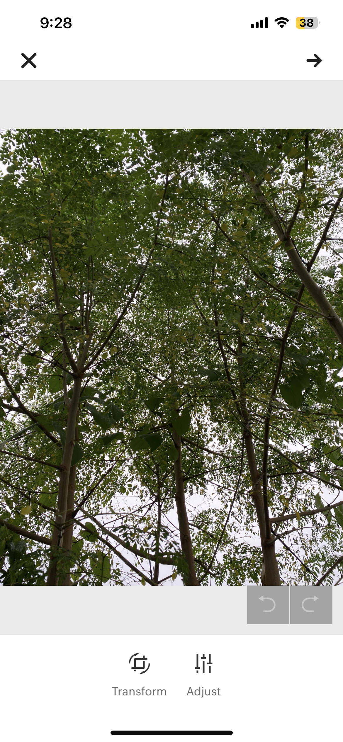 Ground Moringa Leaves