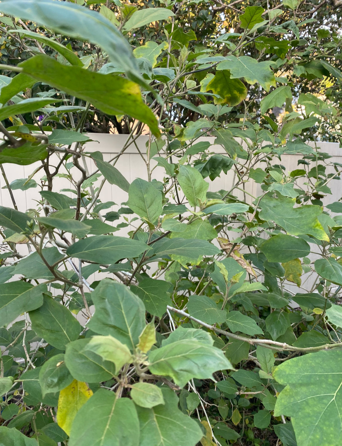 Susumba Leaves and Susumba Berries aka “Turkey Berry Leaves”