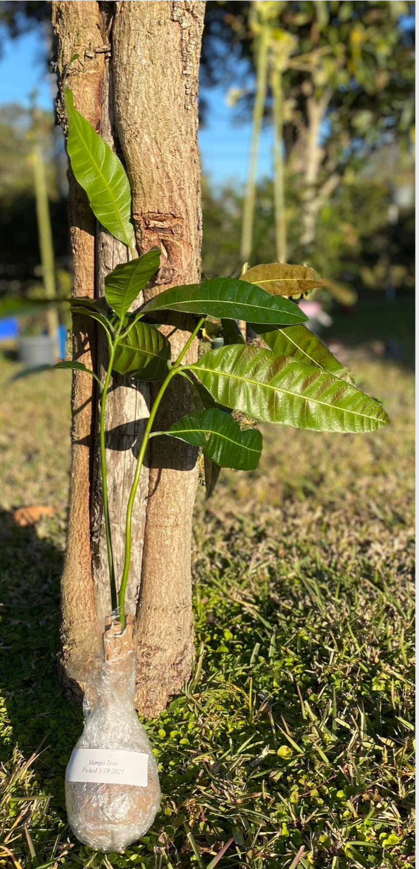 Julie Mango Trees