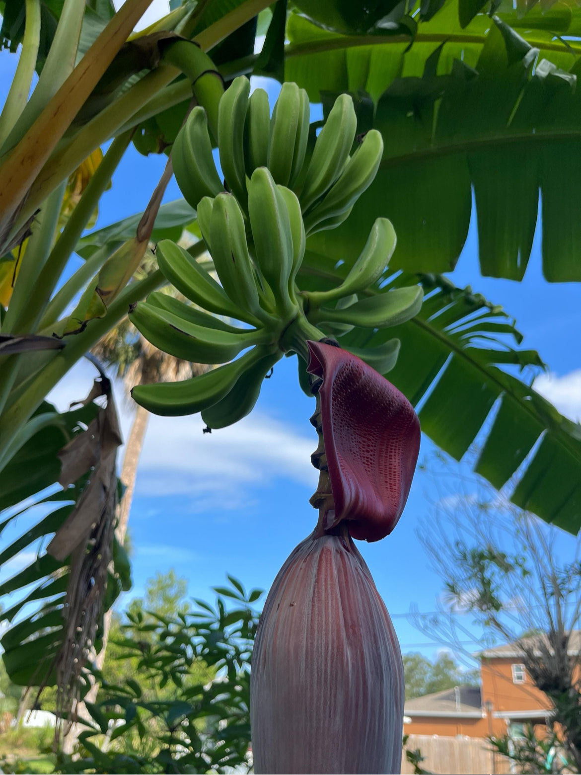 Banana Trees