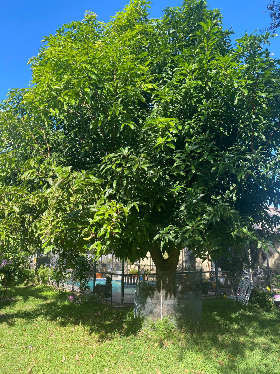 Julie Mango Trees