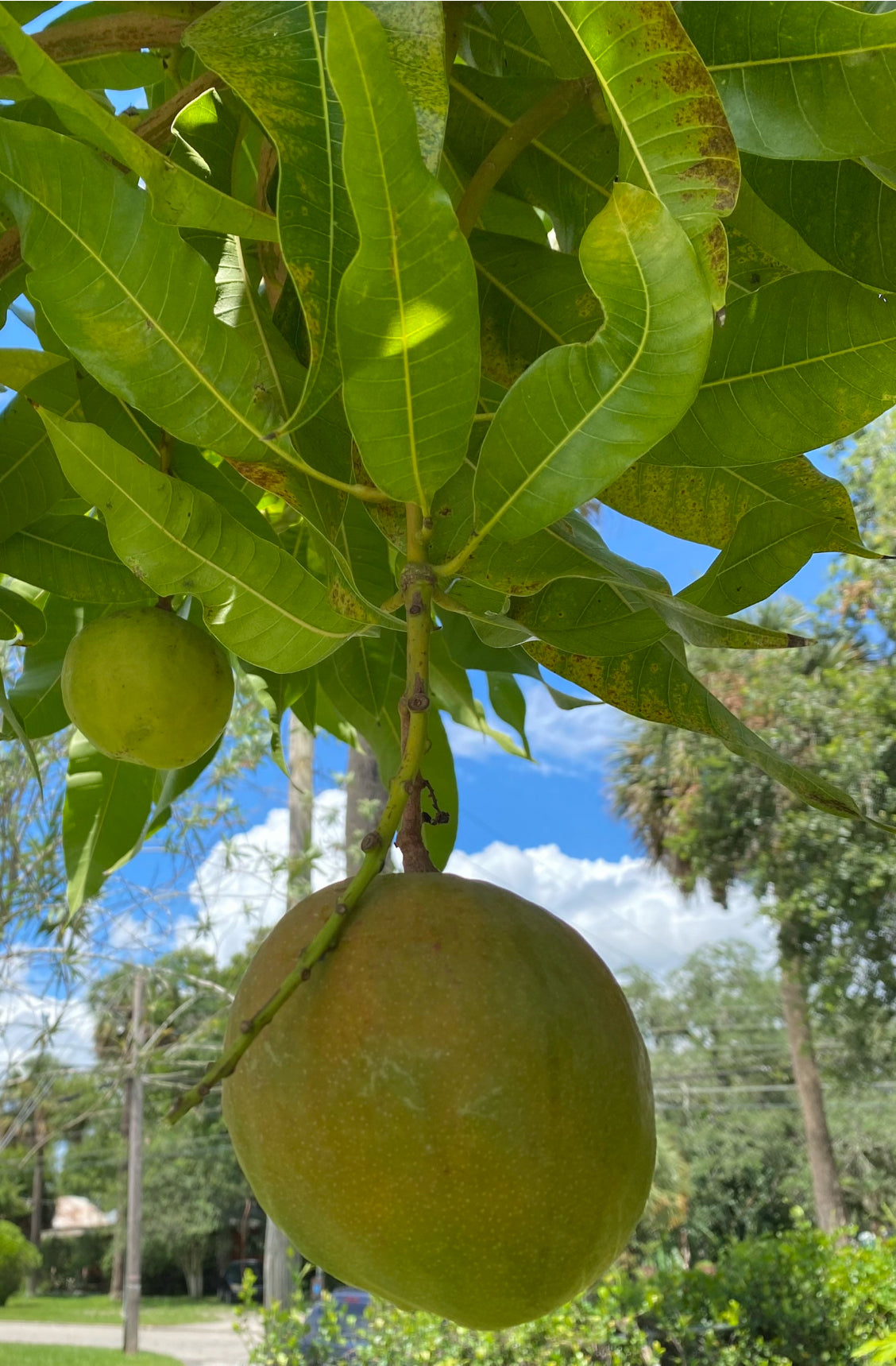 Julie Mango Trees