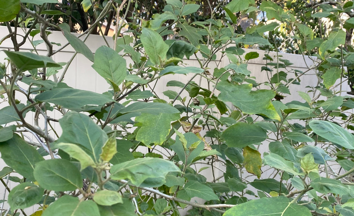 Susumba Leaves and Susumba Berries aka “Turkey Berry Leaves”