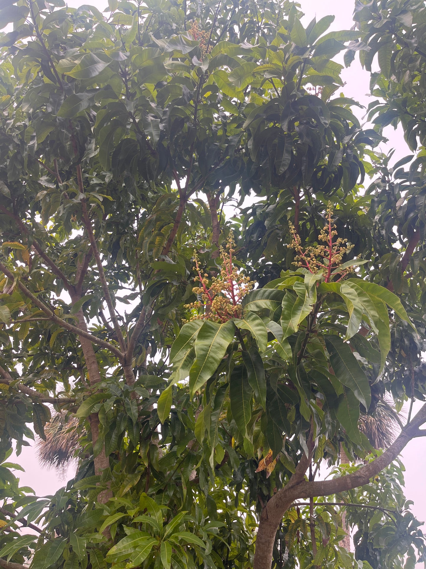 Julie Mango Trees
