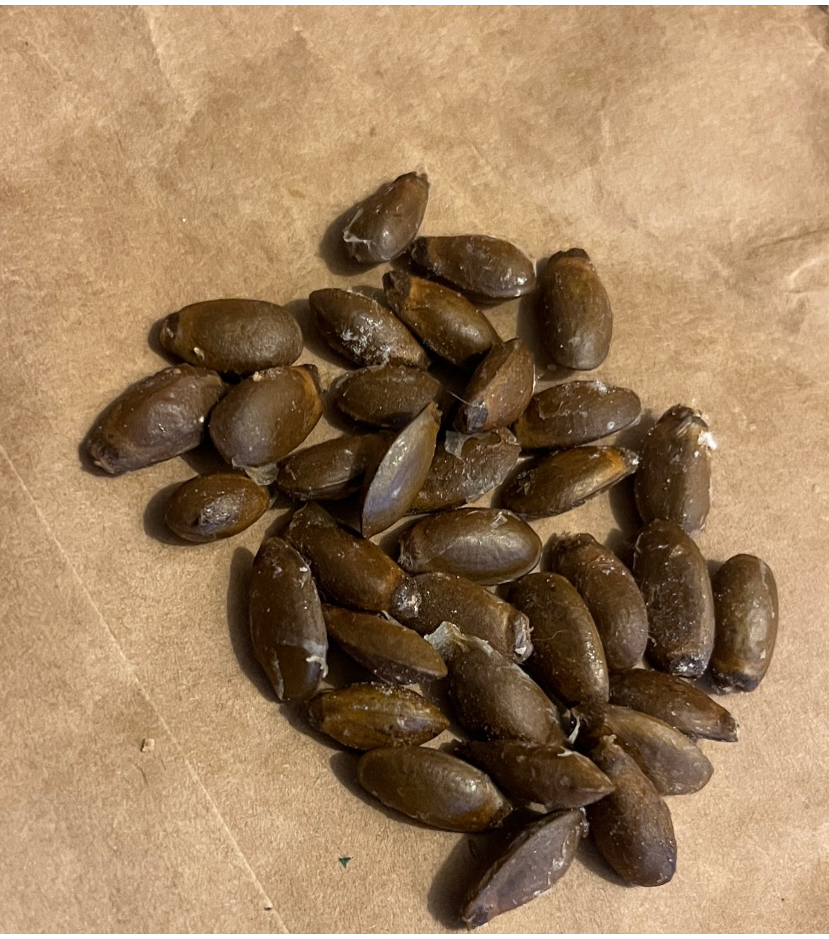 Soursop and Sweetsop Trees and Seeds