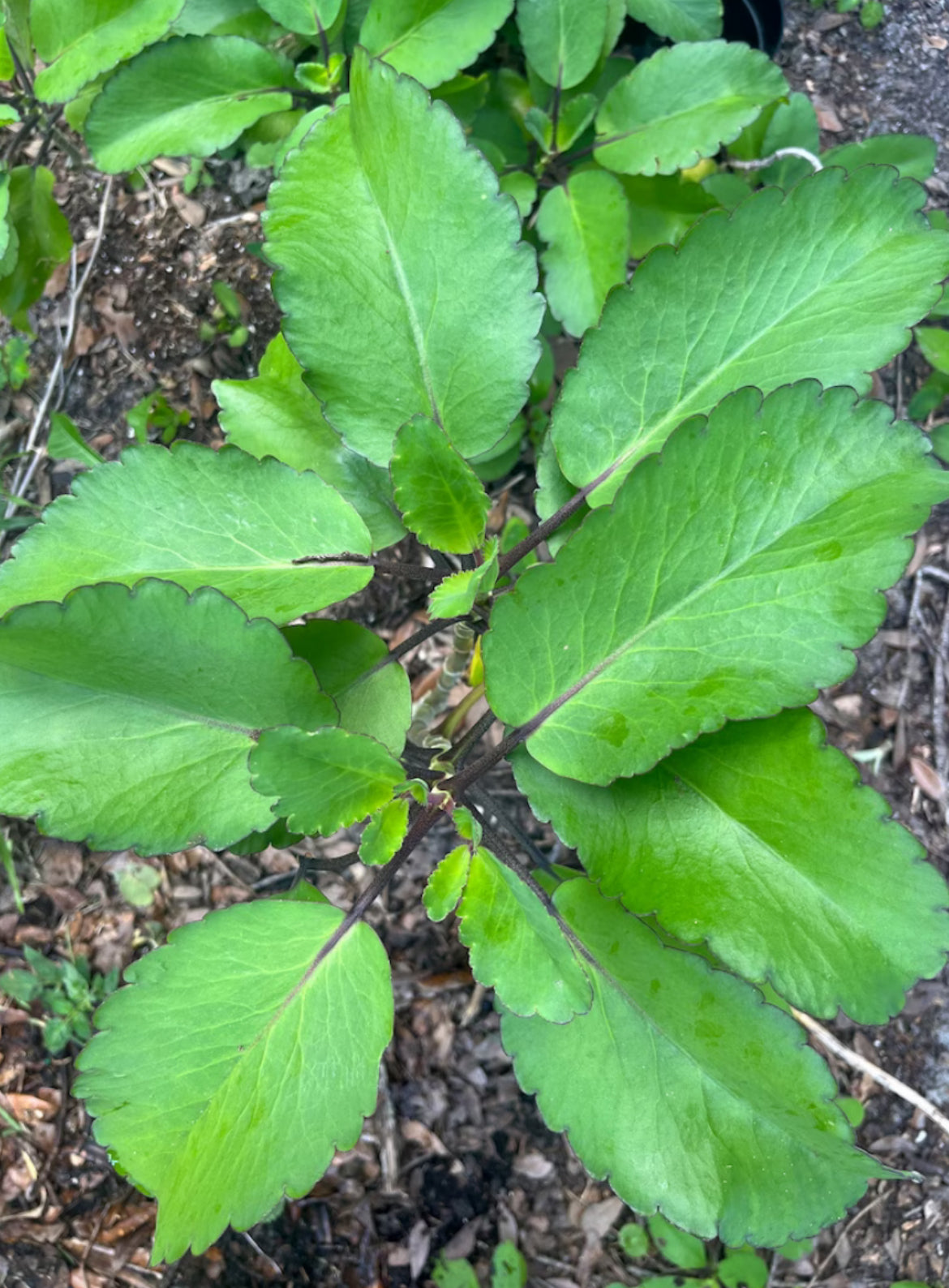 Leaf of Life Plant and Leaves