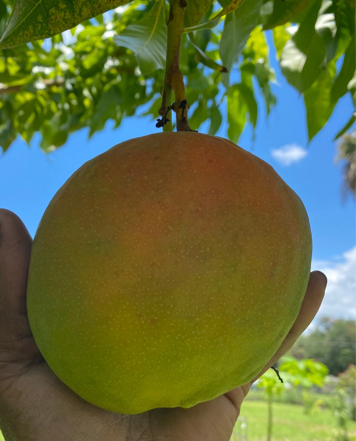 Julie Mango Trees