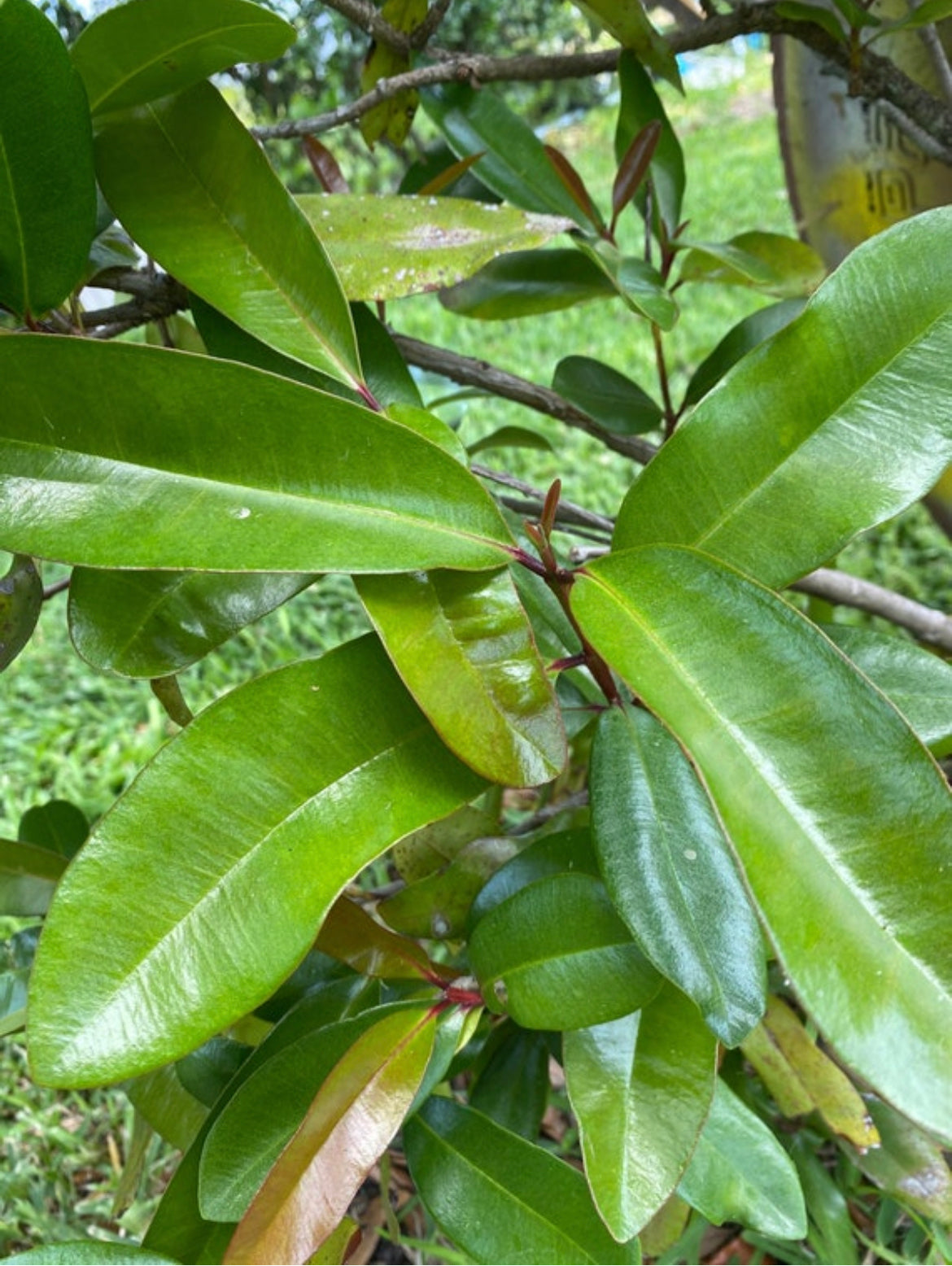 Bay Rum Leaves