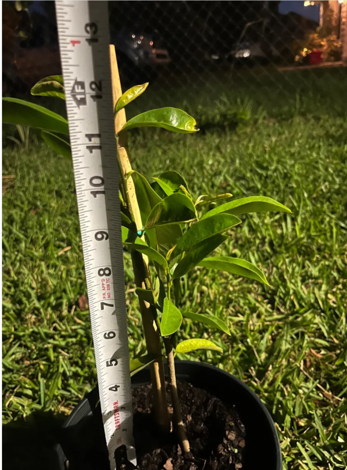 Soursop and Sweetsop Trees and Seeds