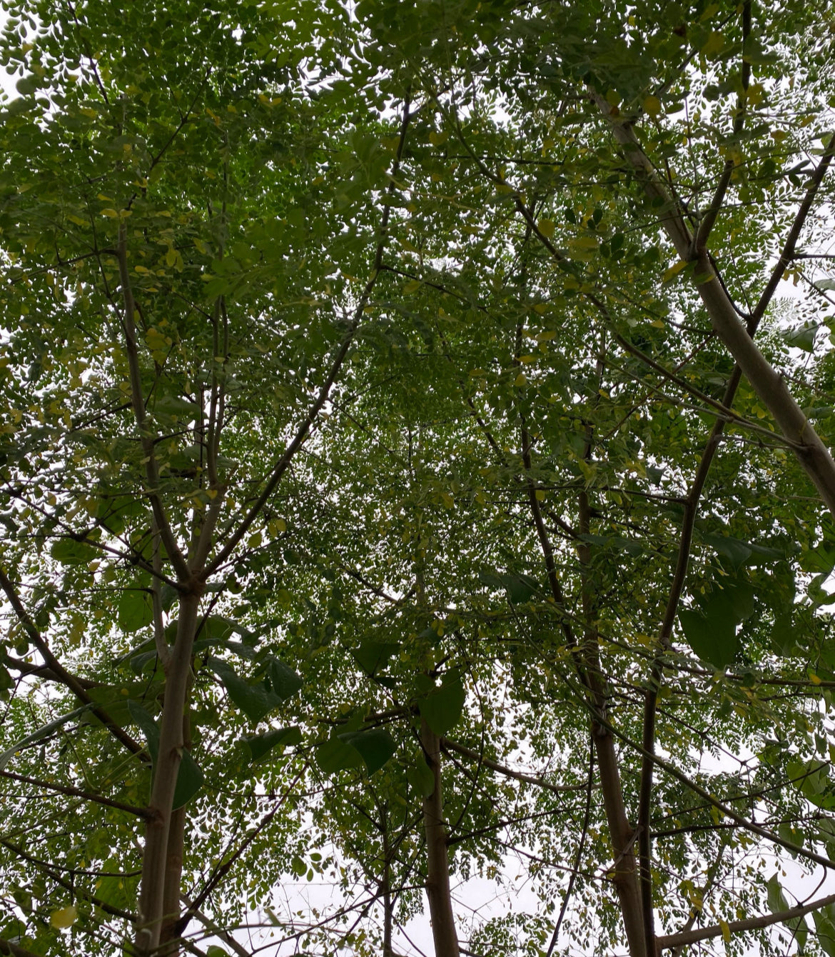 Ground Moringa Leaves
