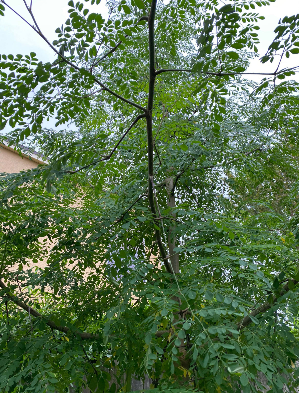 Ground Moringa Leaves