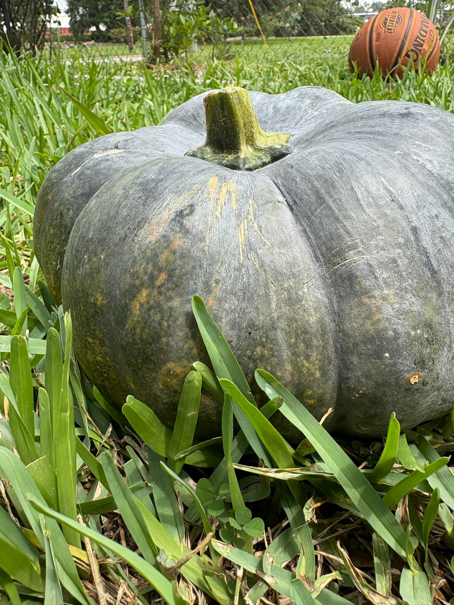 10 Pumpkin Seeds (for planting)
