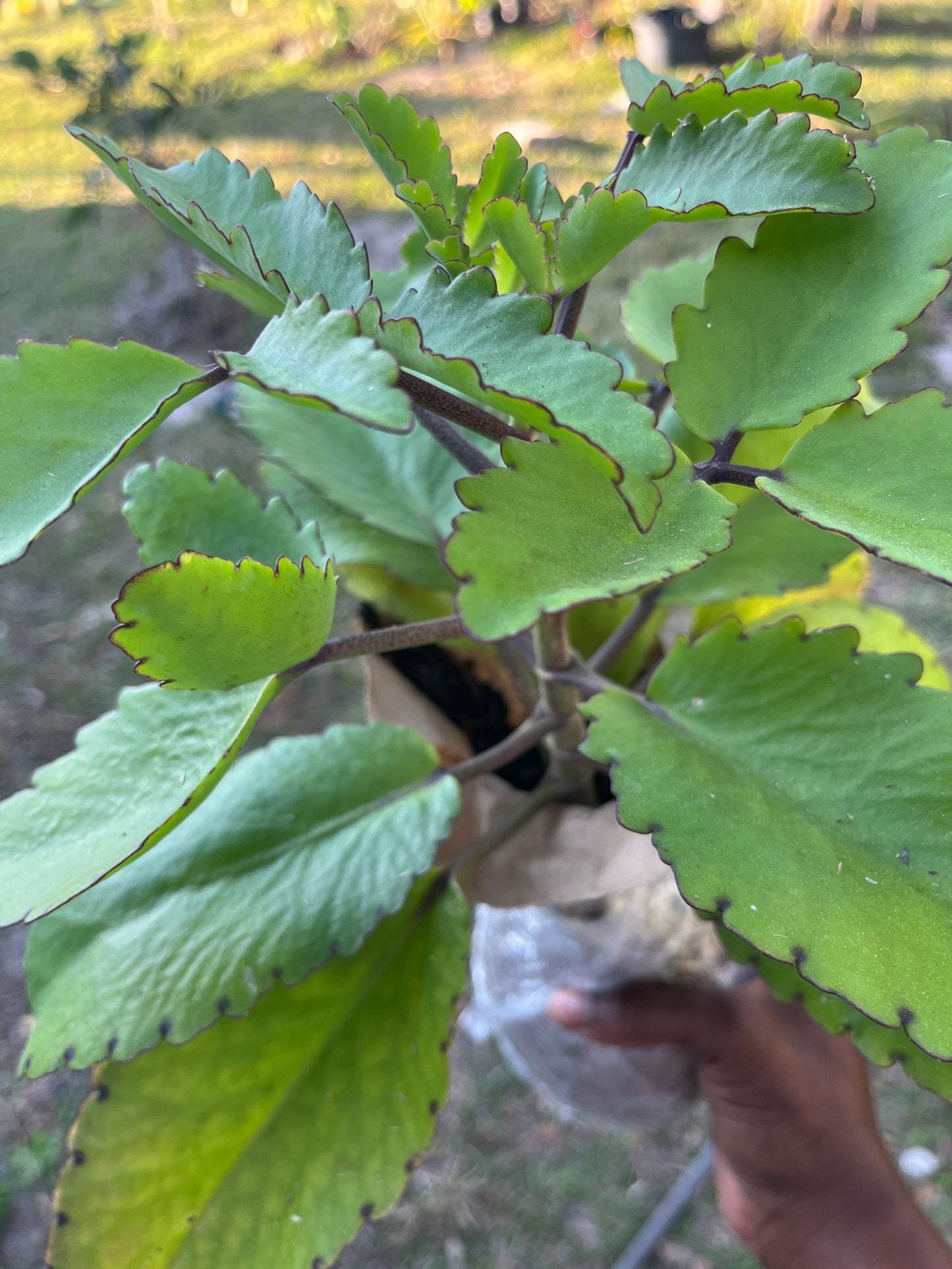 Leaf of Life Plant and Leaves