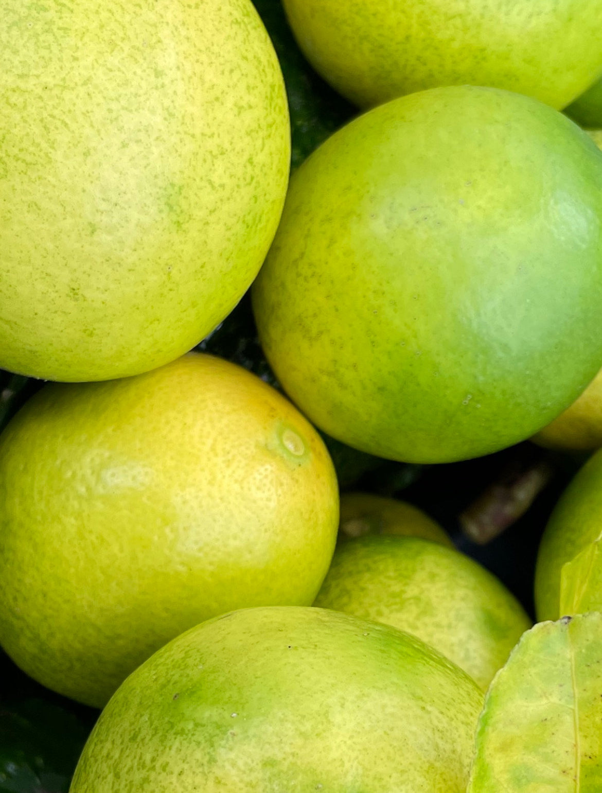 Meyers Lemons