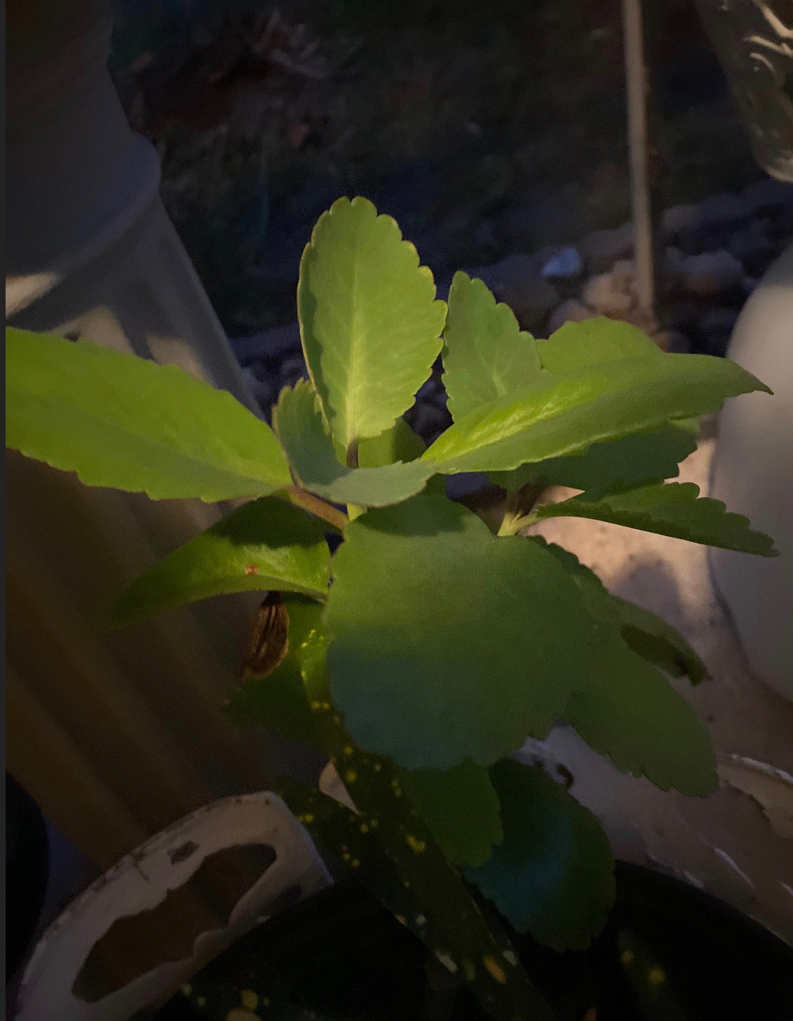 Leaf of Life Plant and Leaves