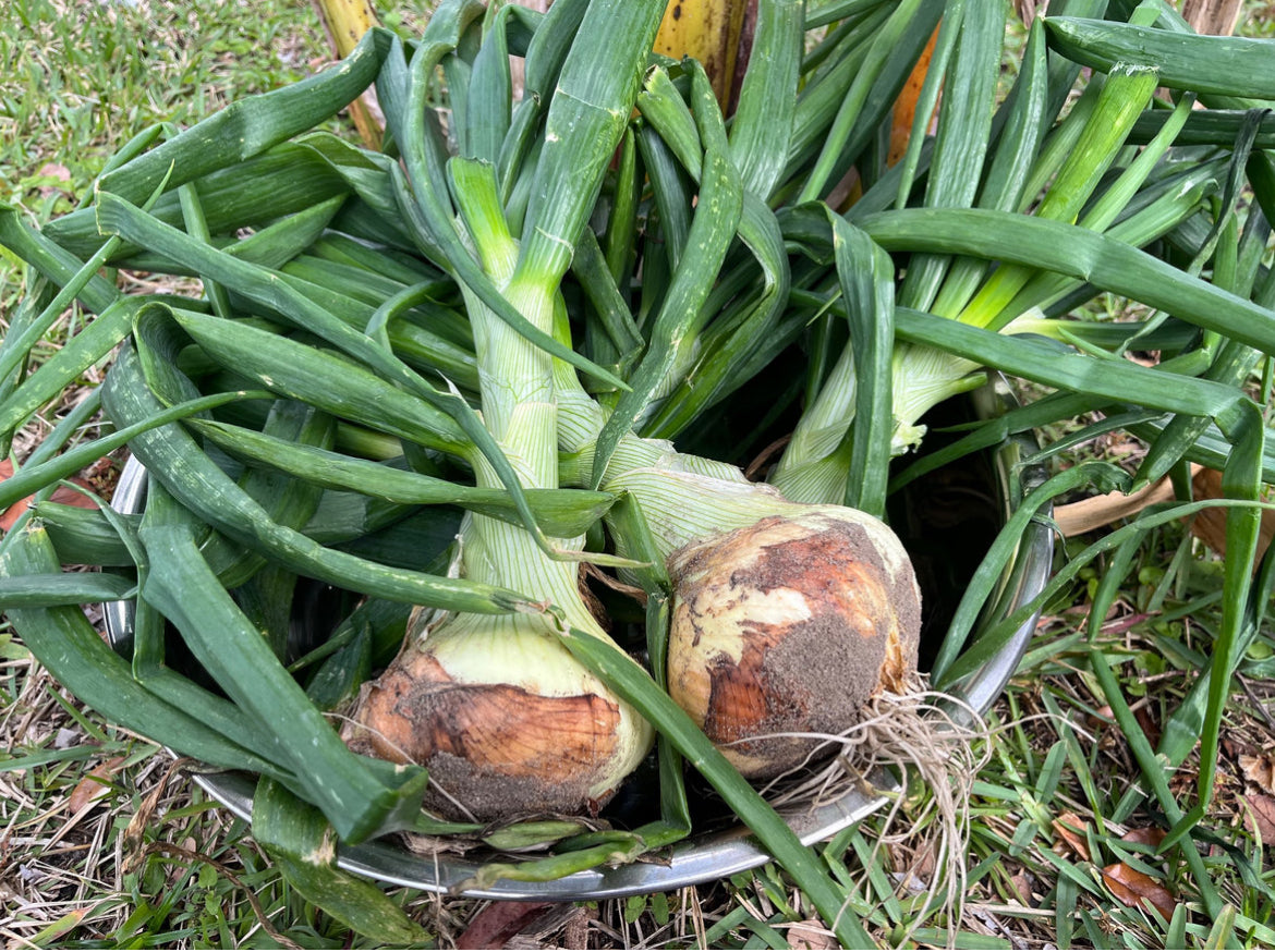 Strawberry Onions
