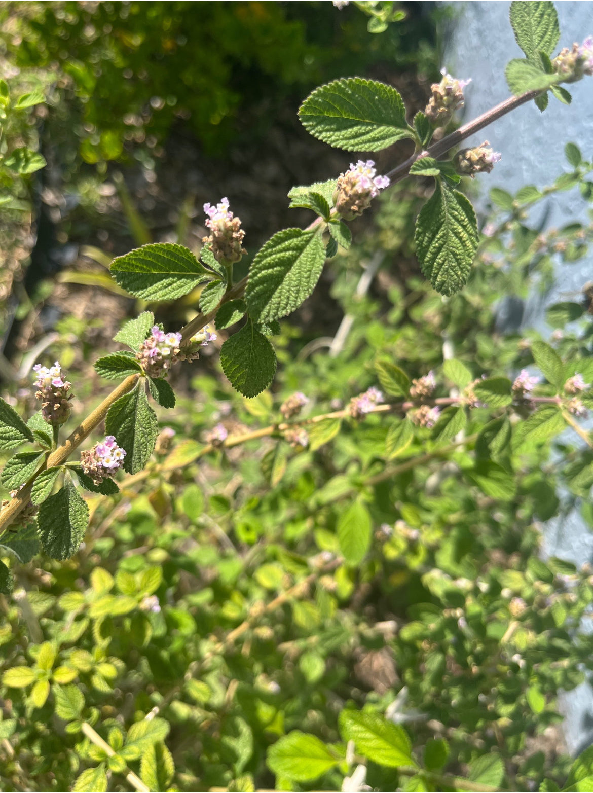 Lippia Alba/Mint Plant