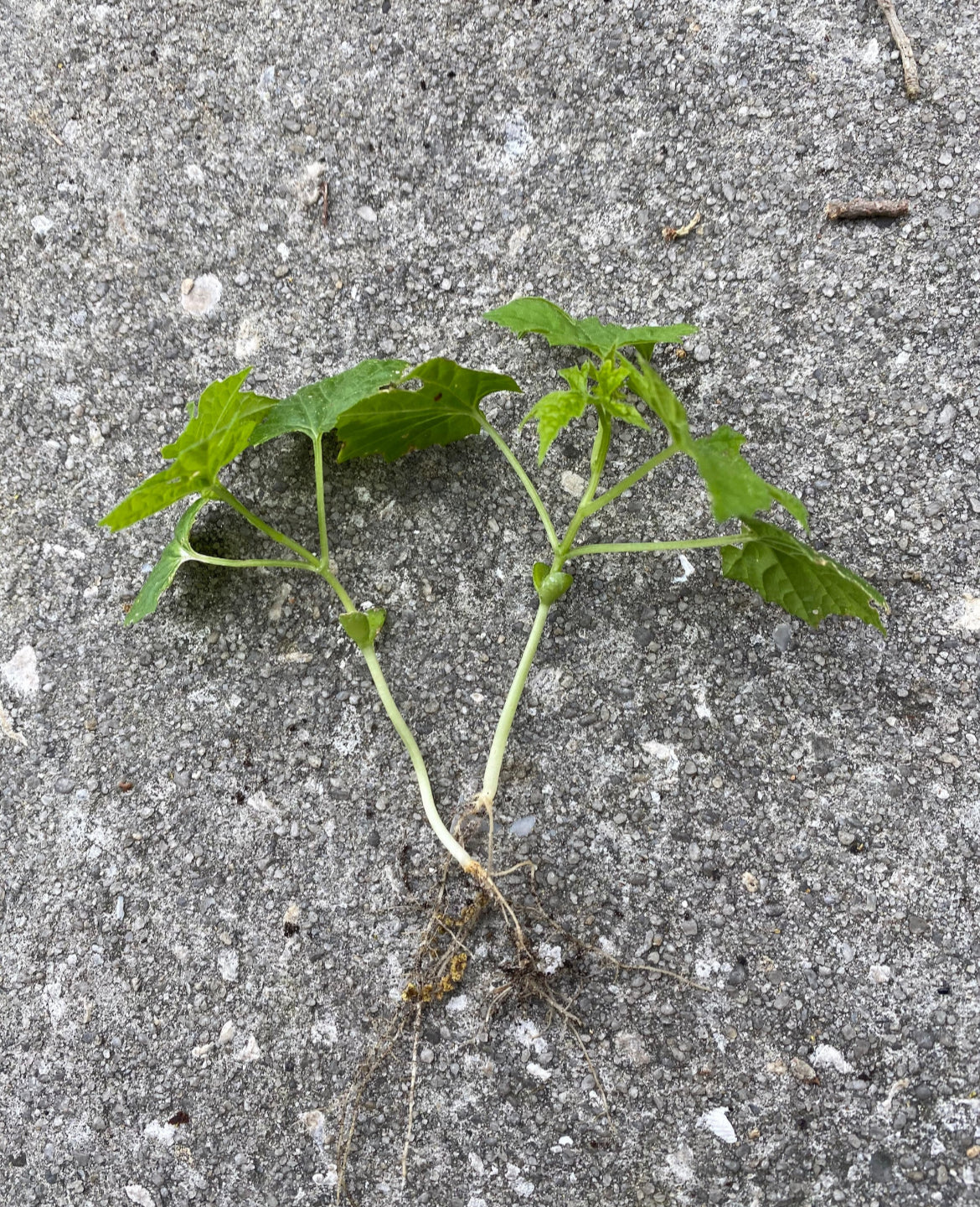 Cerasee Vines and Seeds