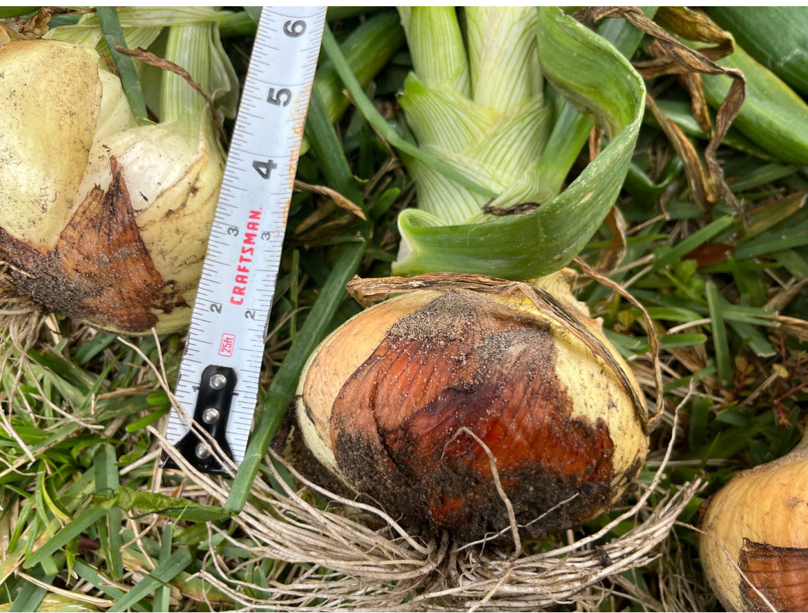 Strawberry Onions