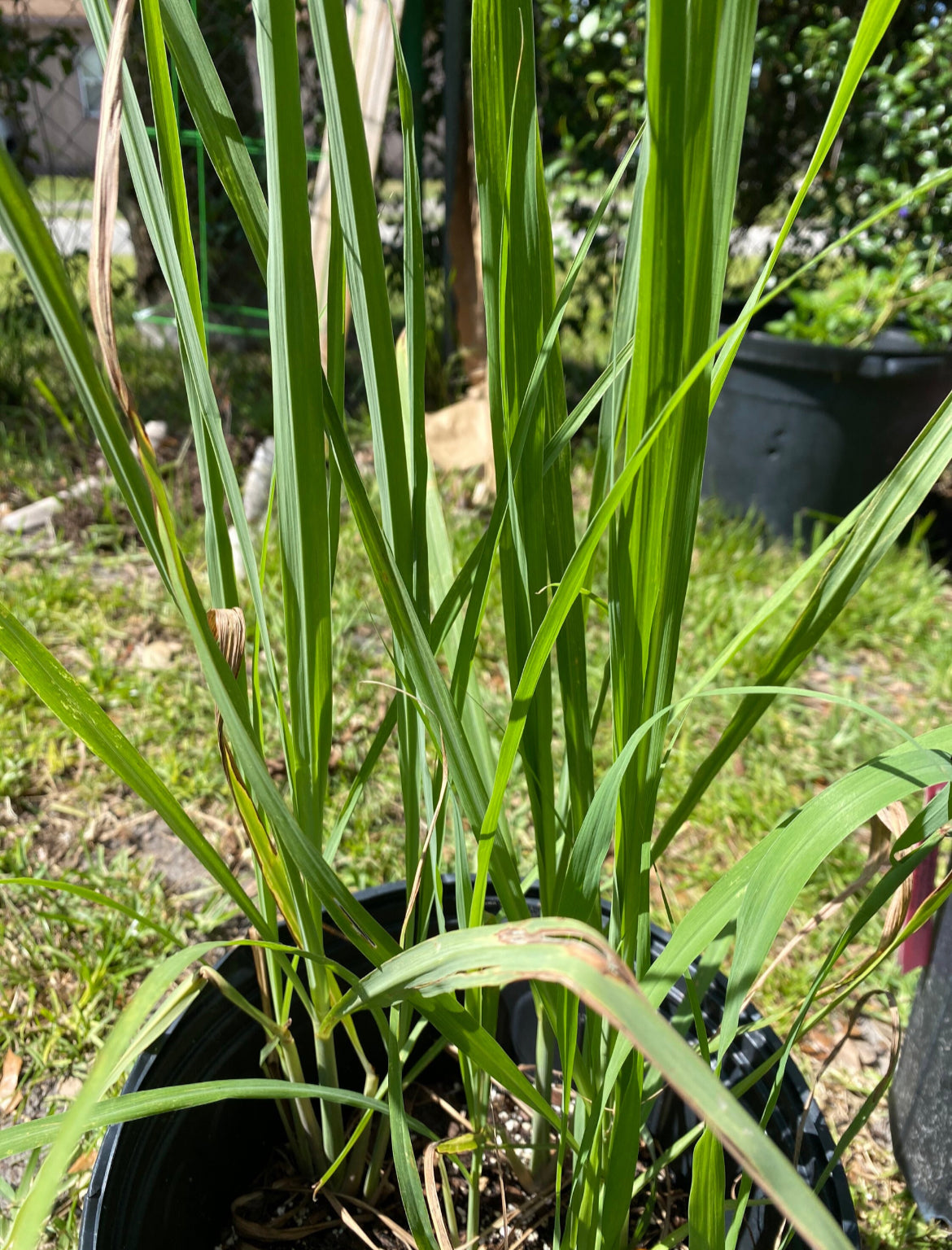 10 Lemongrass Plants