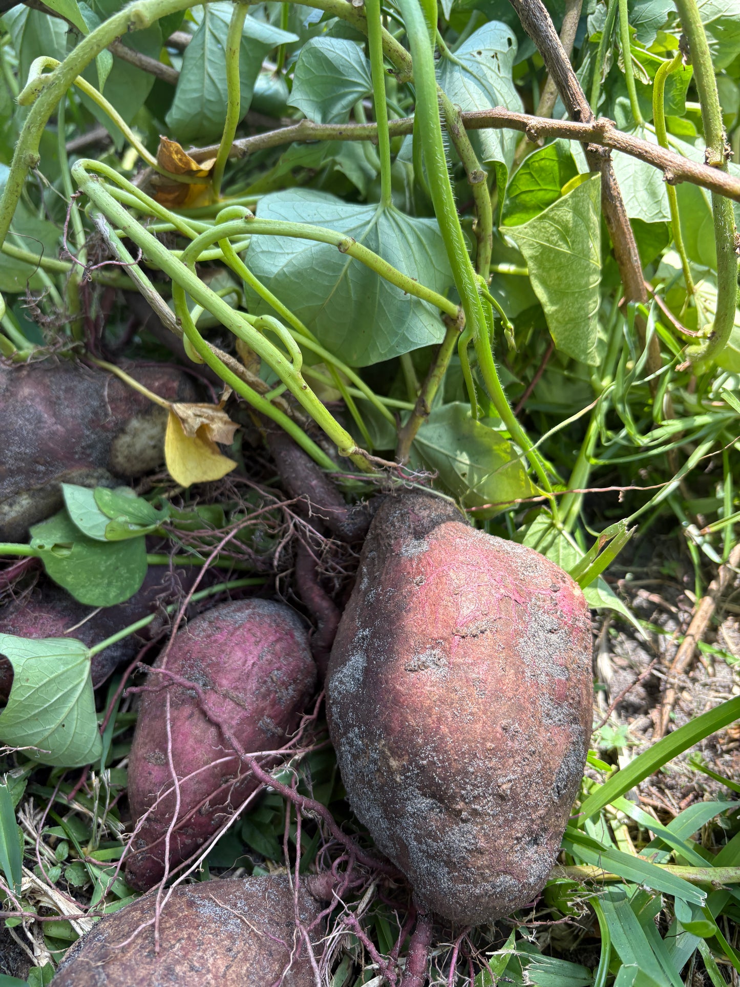 Boniato Plant (Vines w/root)