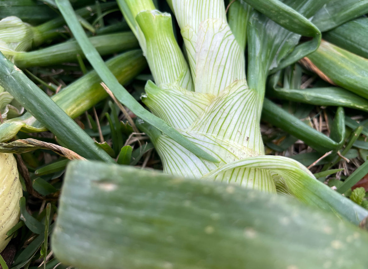 Strawberry Onions