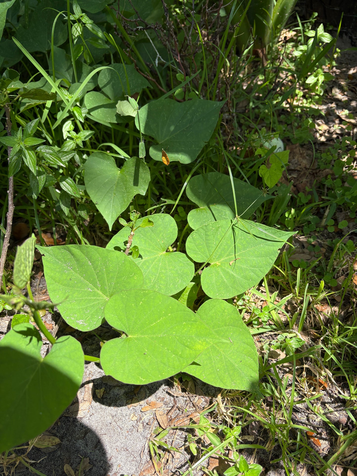 Boniato Plant (Vines w/root)