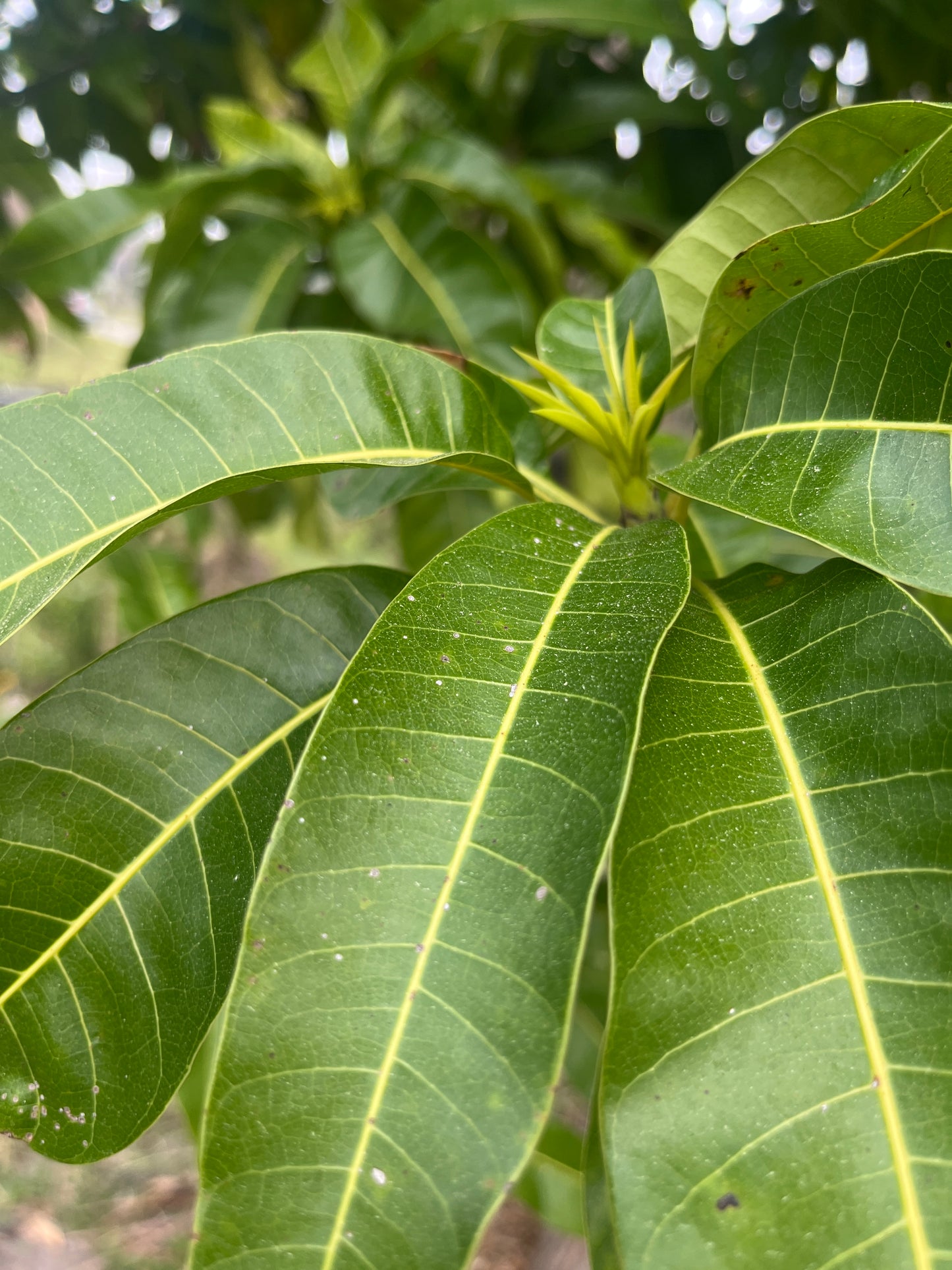 Julie Mango Trees