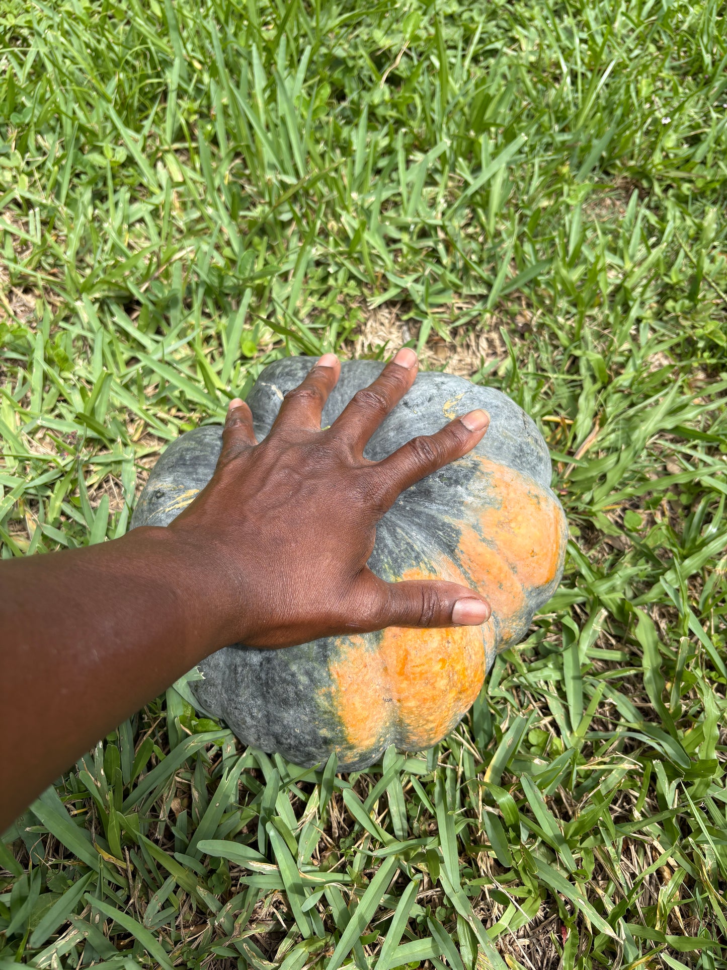 10 Pumpkin Seeds (for planting)