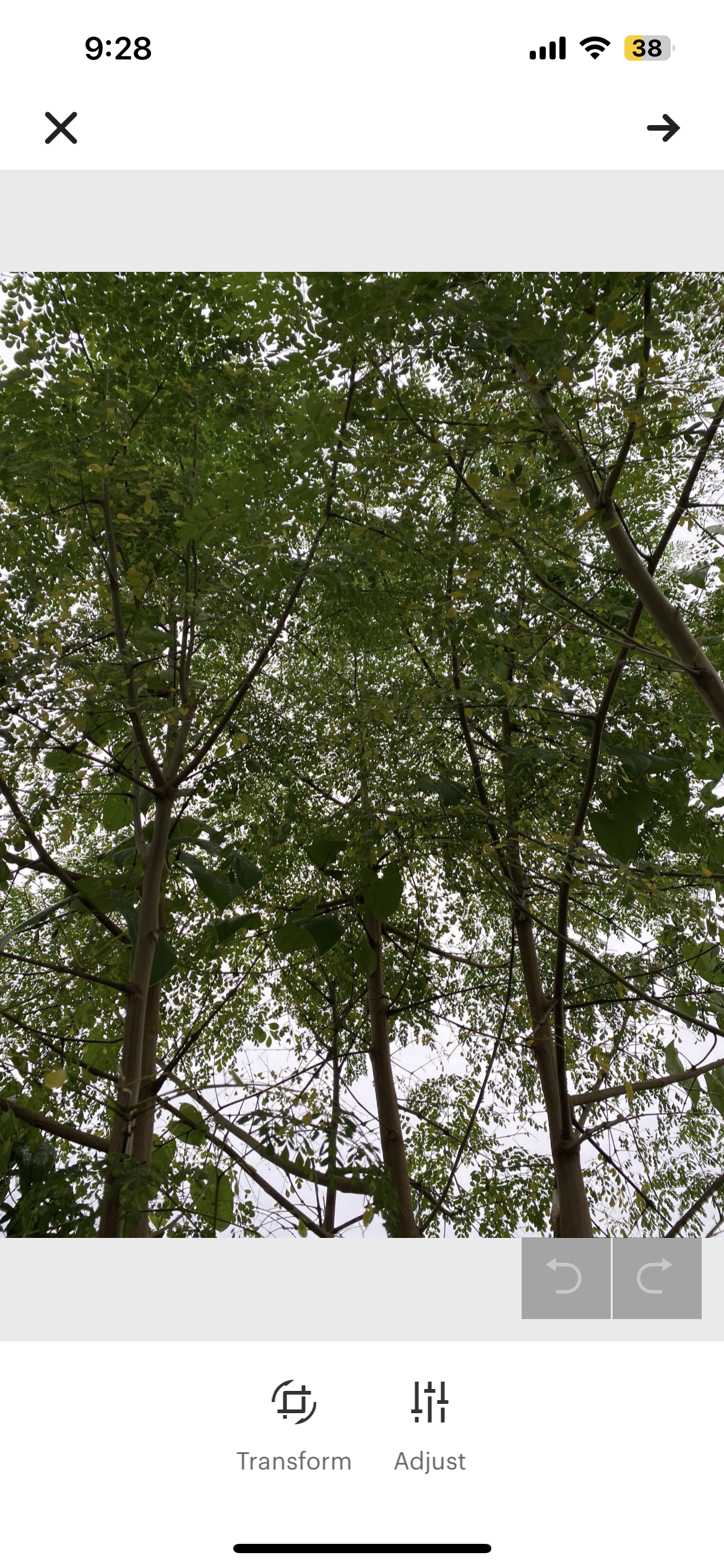 Ground Moringa Leaves