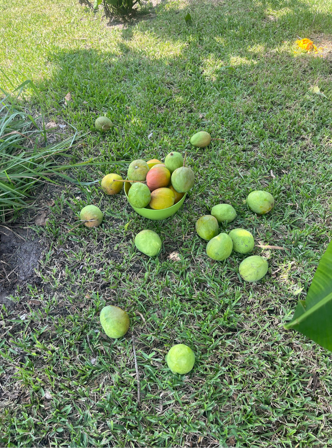 Julie Mango Trees