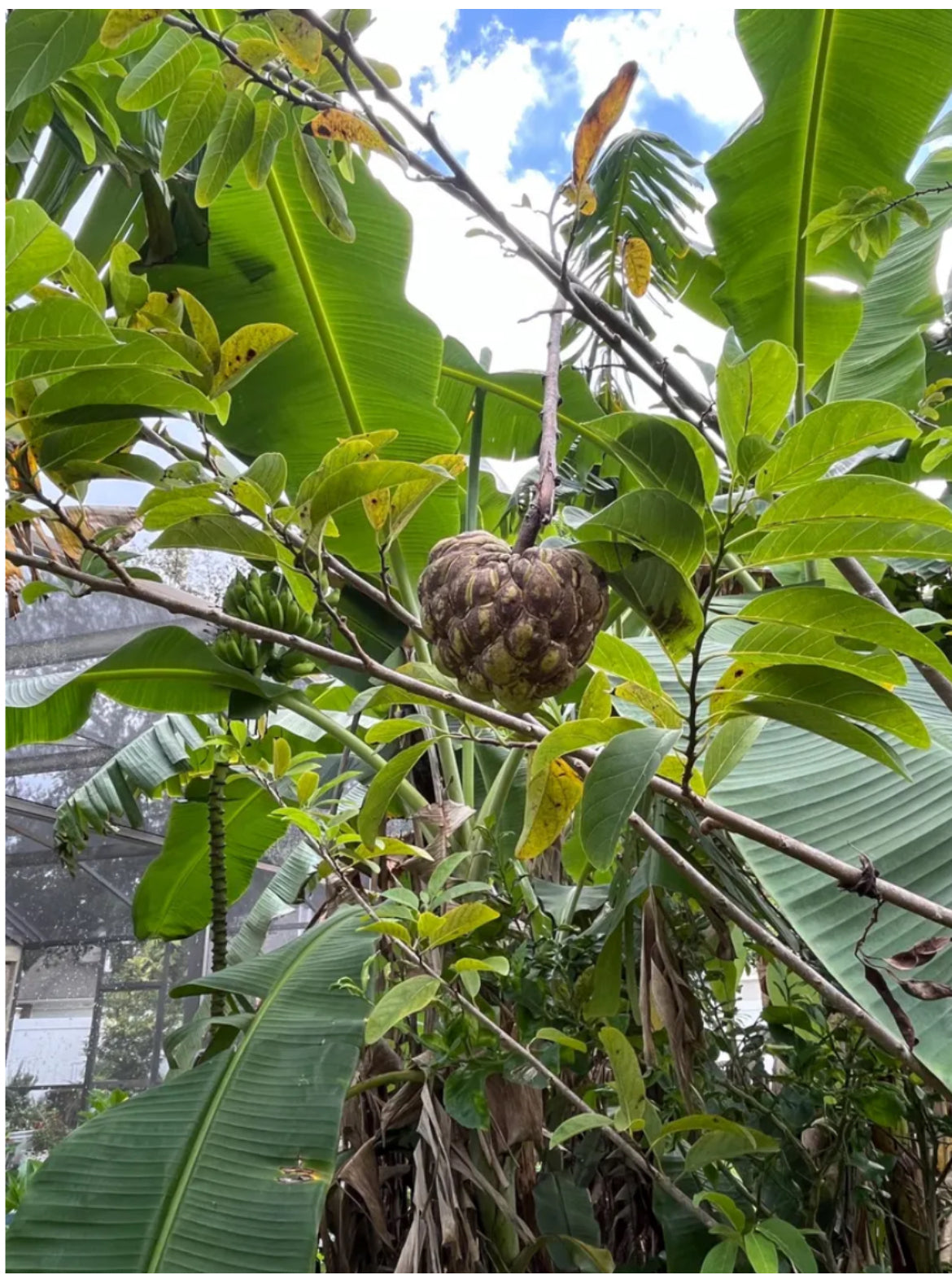 Soursop and Sweetsop Trees and Seeds