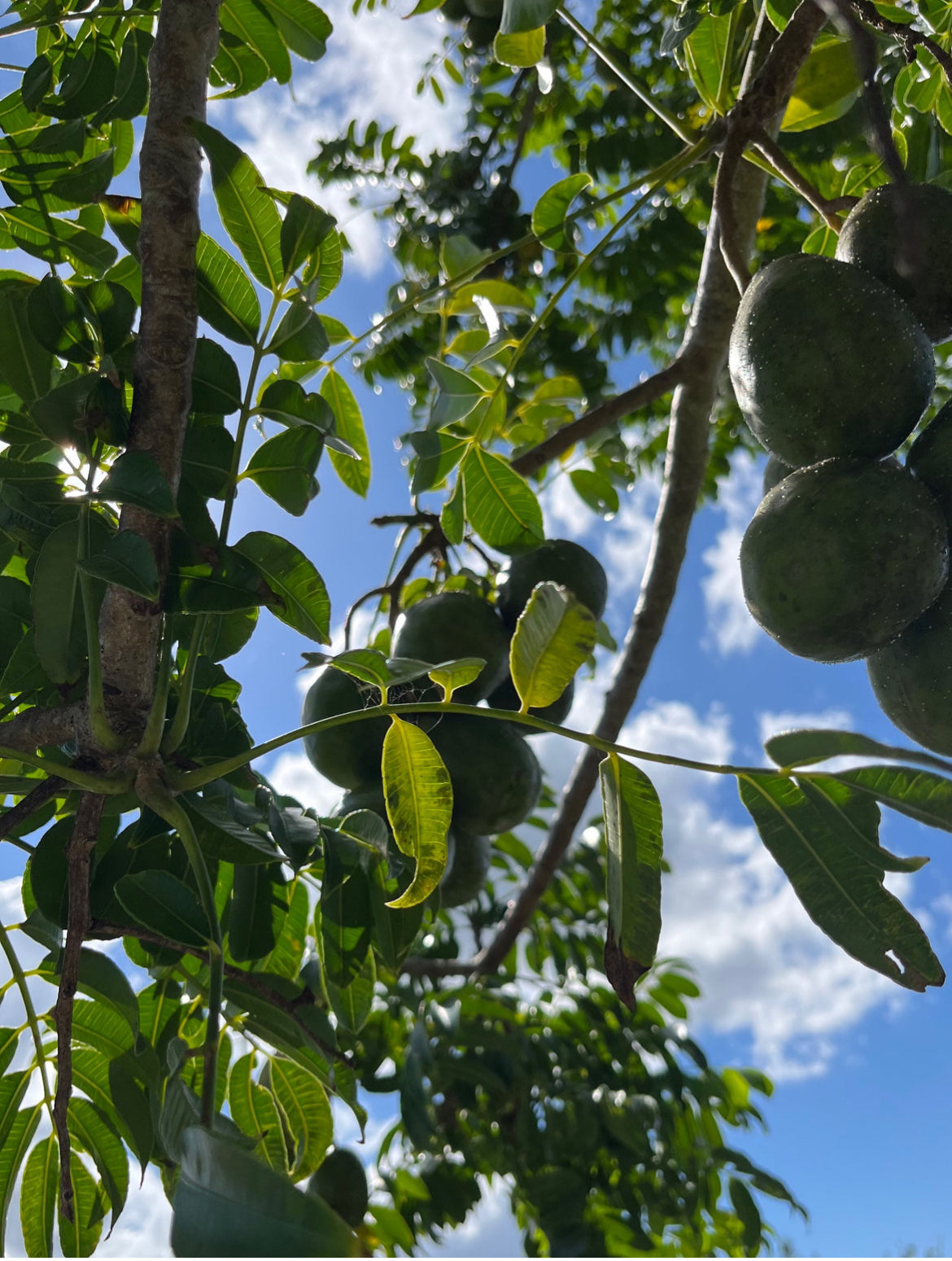 June Plum aka Golden Apple (Ambarella Fruit)
