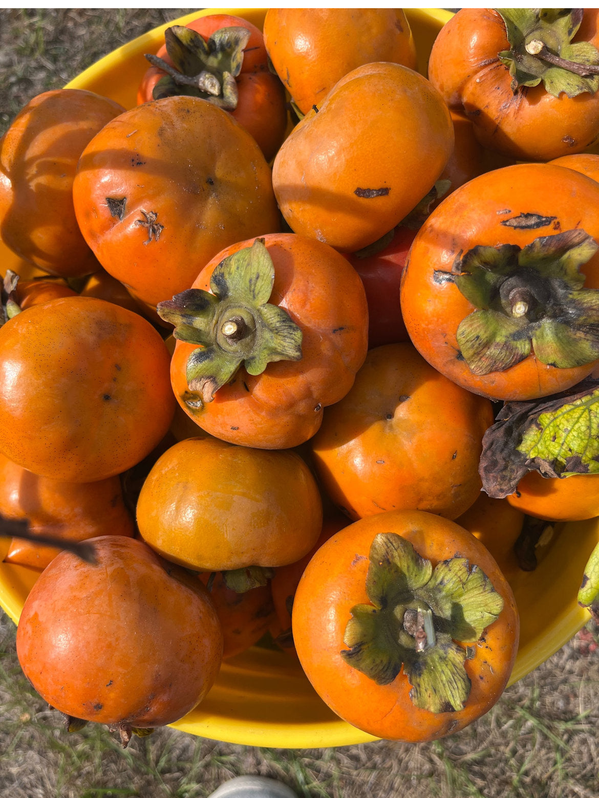 Persimmon