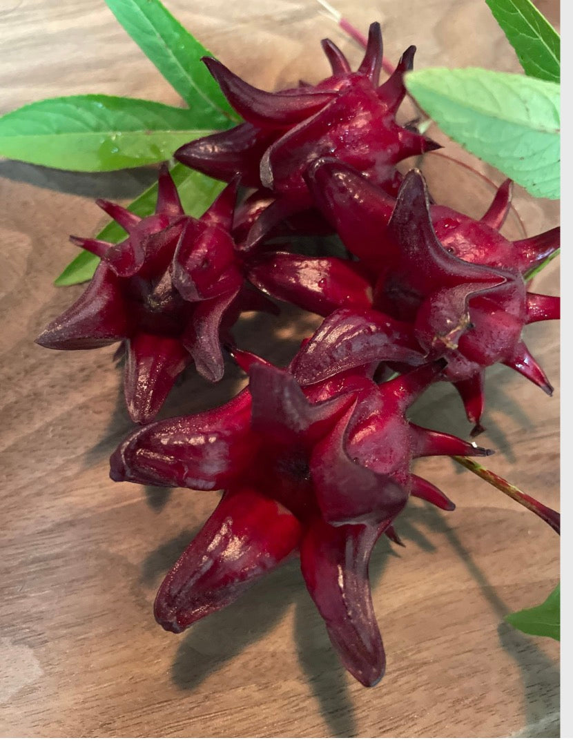 Jamaican Sorrel Seeds – Birdy's Herbs & Garden LLC