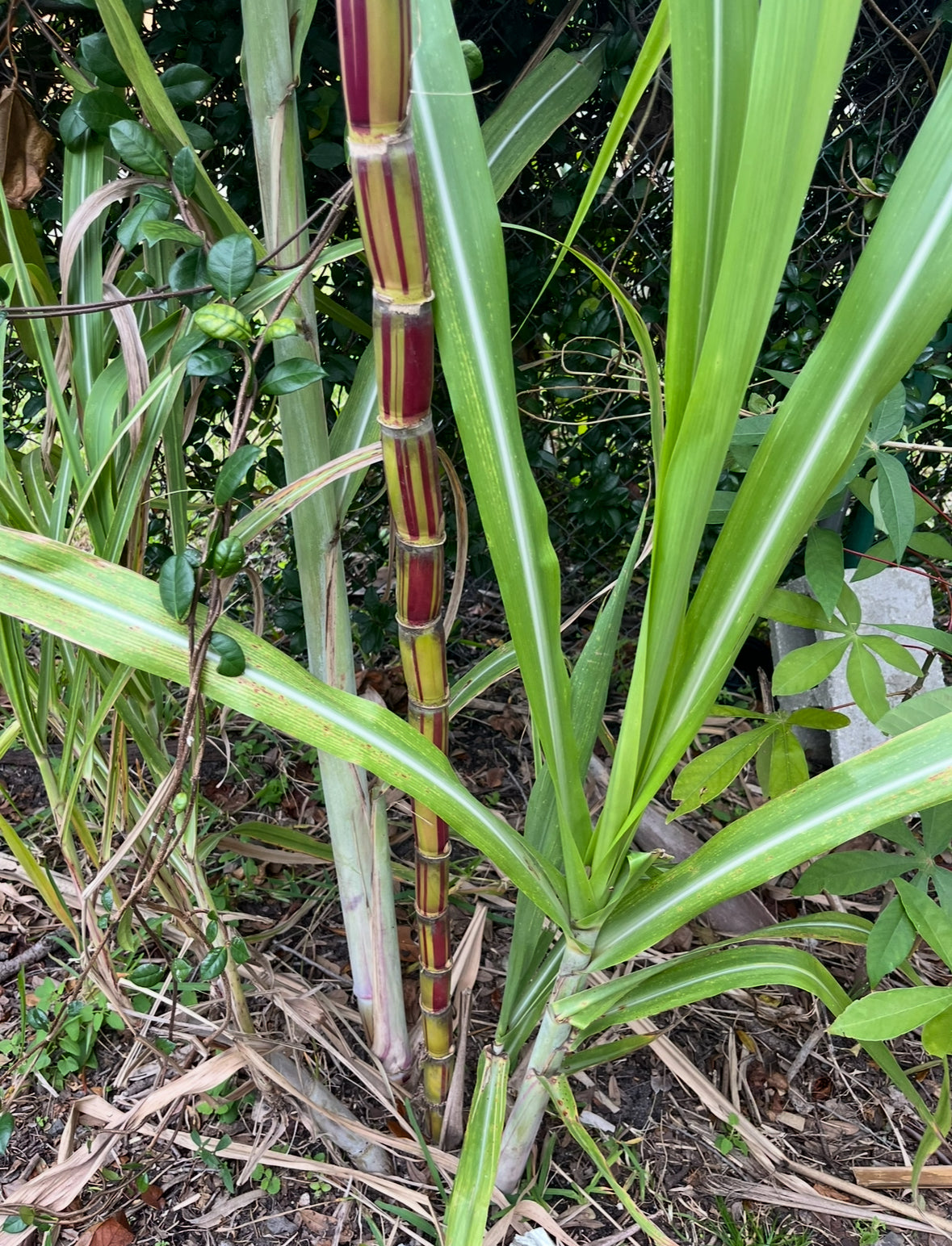 Sugarcane Plants