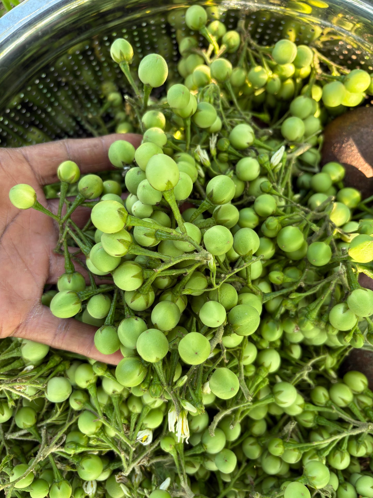 Susumba Berries and Susumba Leaves aka “Turkey Berry”