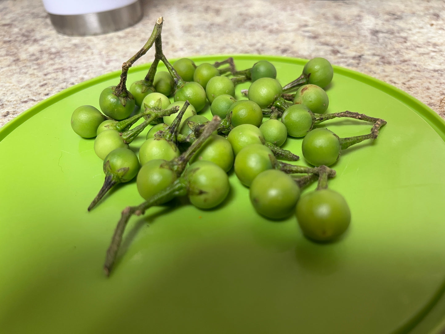Susumba Leaves and Susumba Berries aka “Turkey Berry Leaves”