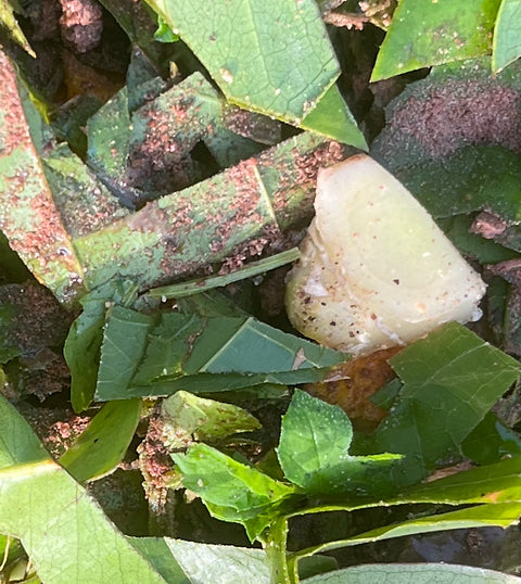 KoKo's Chocolate Medley