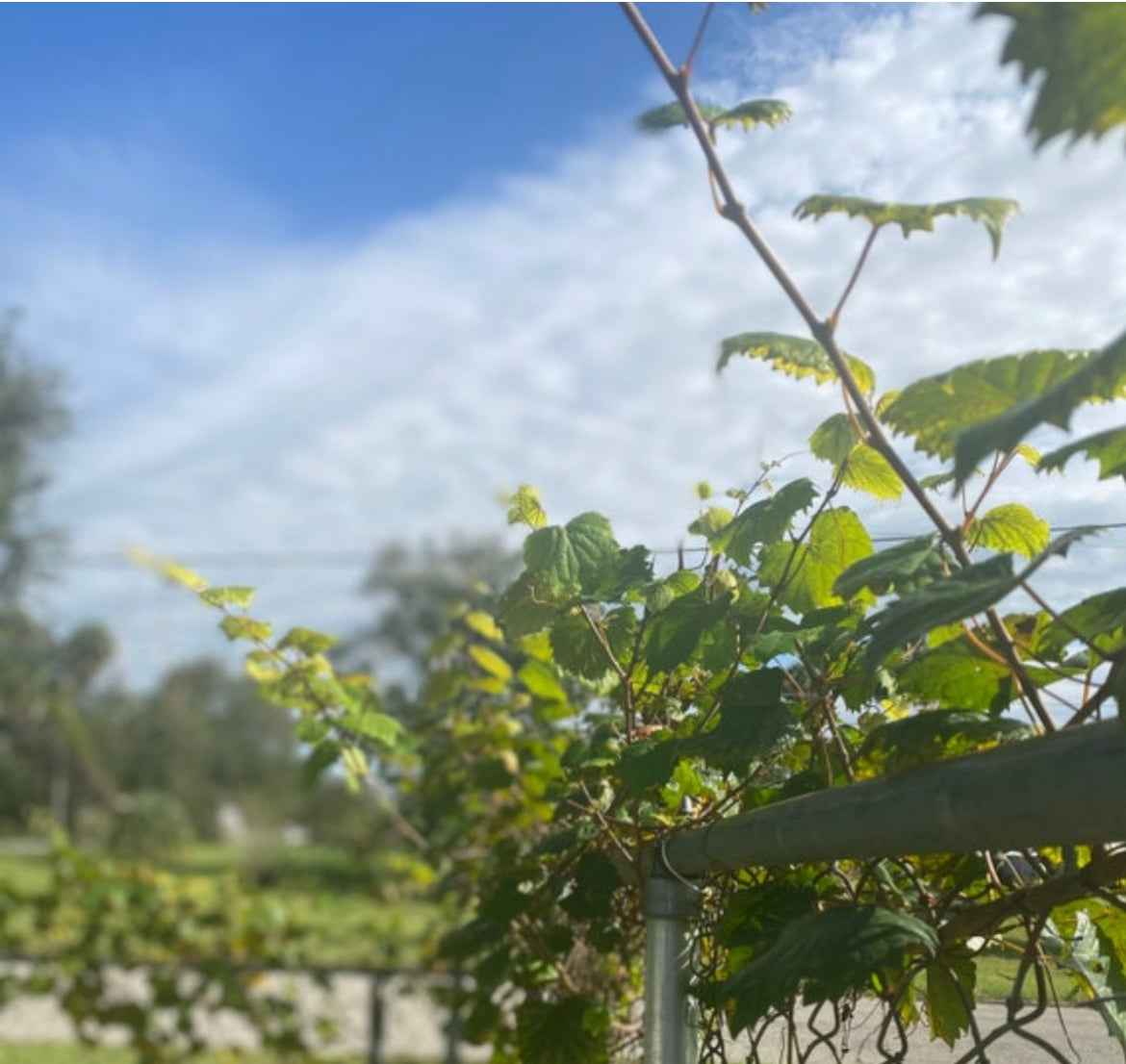 Muscadine Grape Seeds