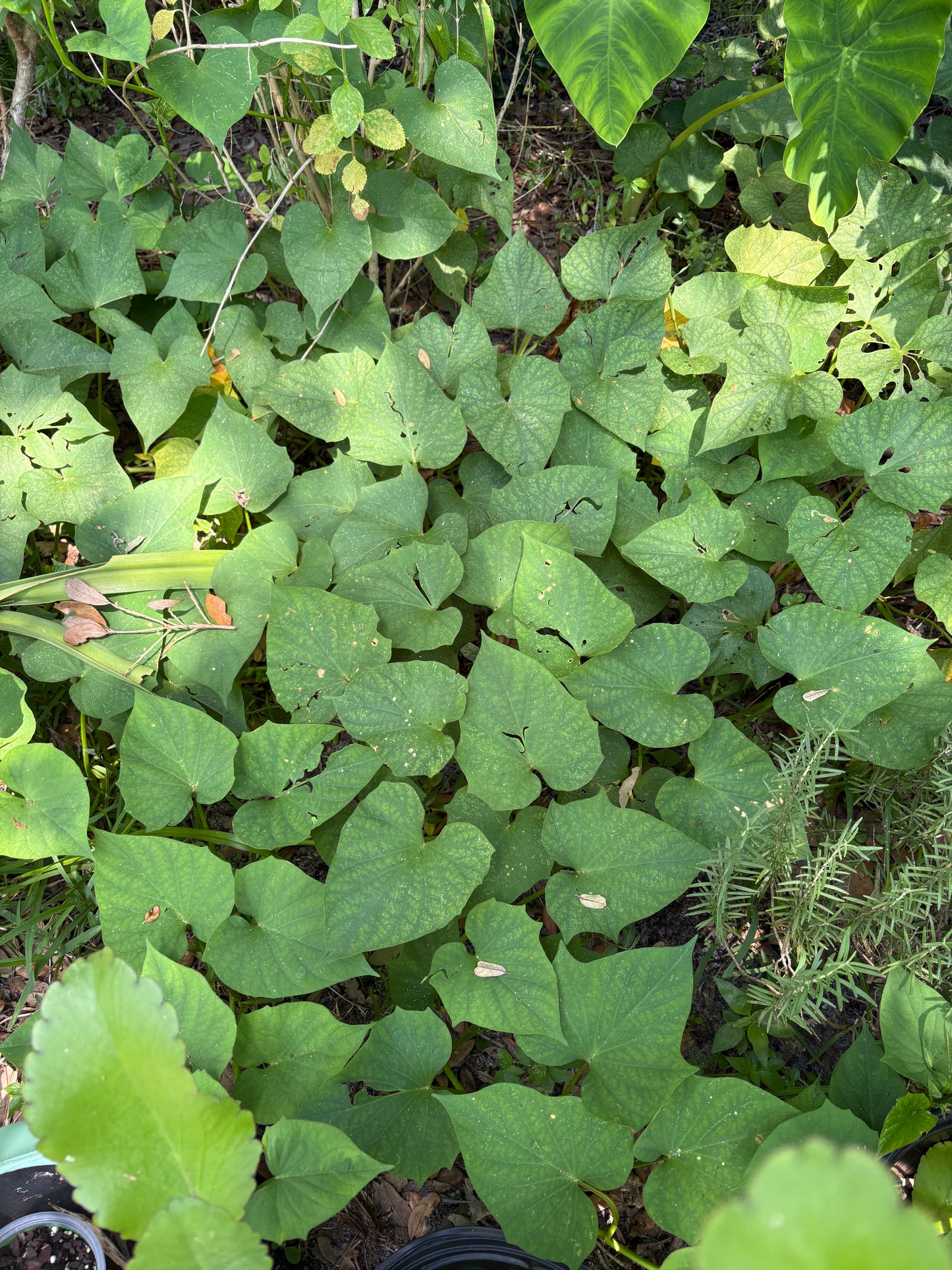 Boniato Plant (Vines w/root)