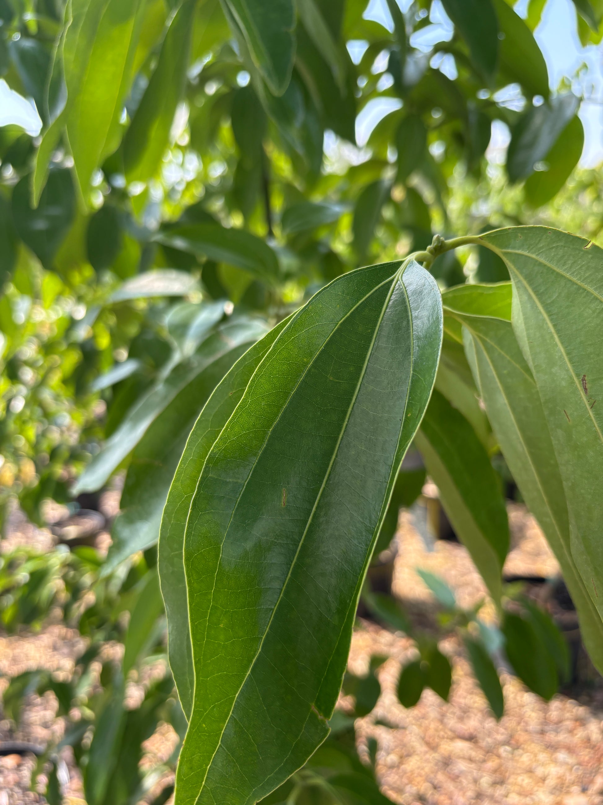 cinnamon plant leaf Cinnamon Leaves